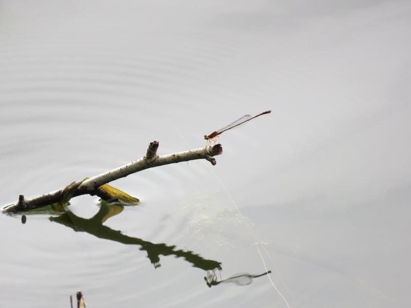 Photo of Orange Bluet