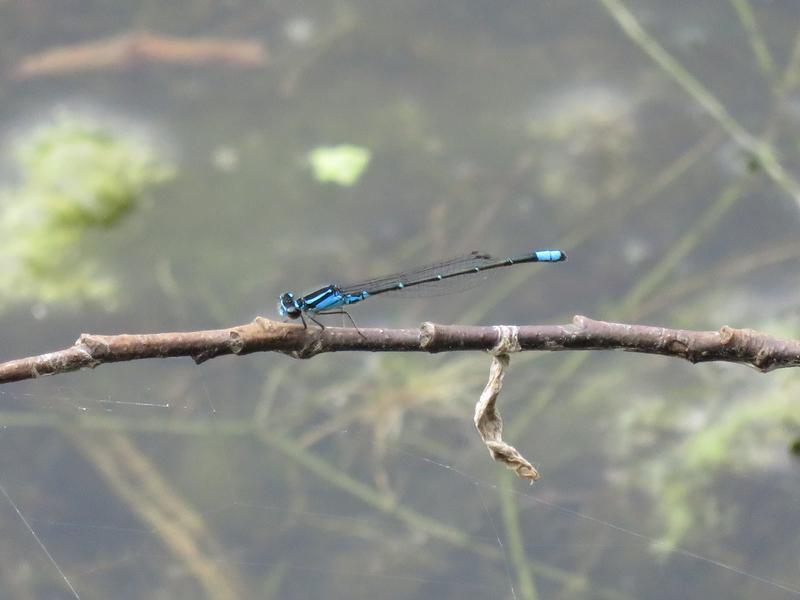 Photo of Skimming Bluet