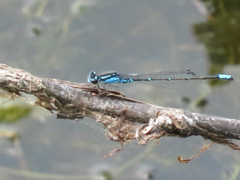 Photo of Skimming Bluet