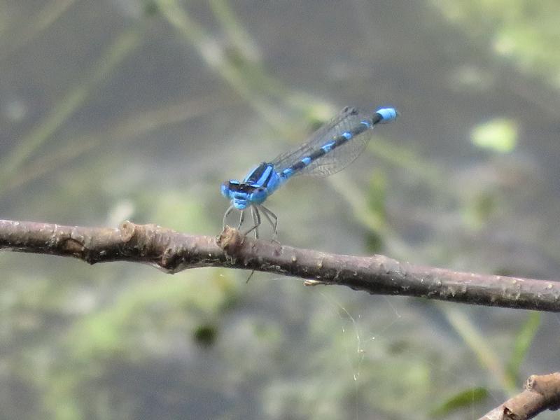 Photo of Tule Bluet