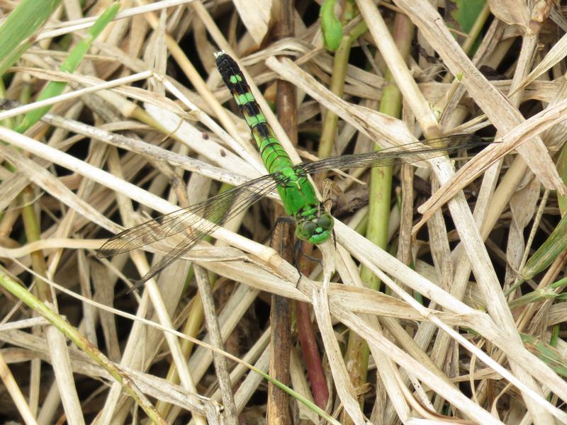 Photo of Eastern Pondhawk