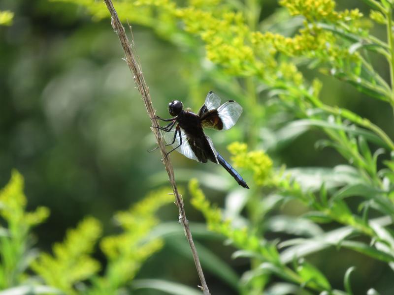Photo of Widow Skimmer