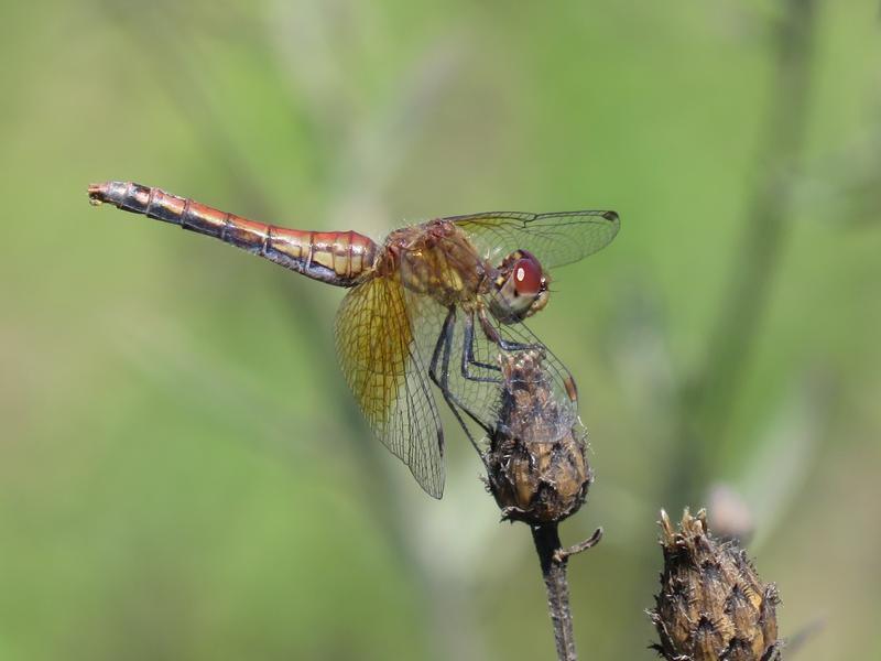 Photo of Band-winged Meadowhawk