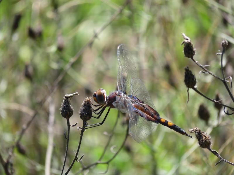 Photo of Black Saddlebags