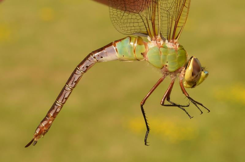 Photo of Common Green Darner