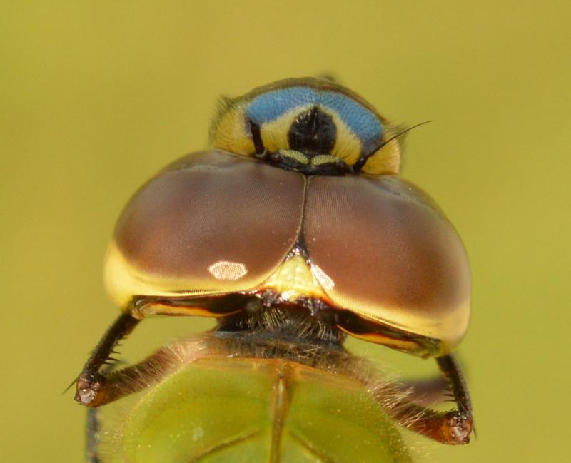 Photo of Common Green Darner