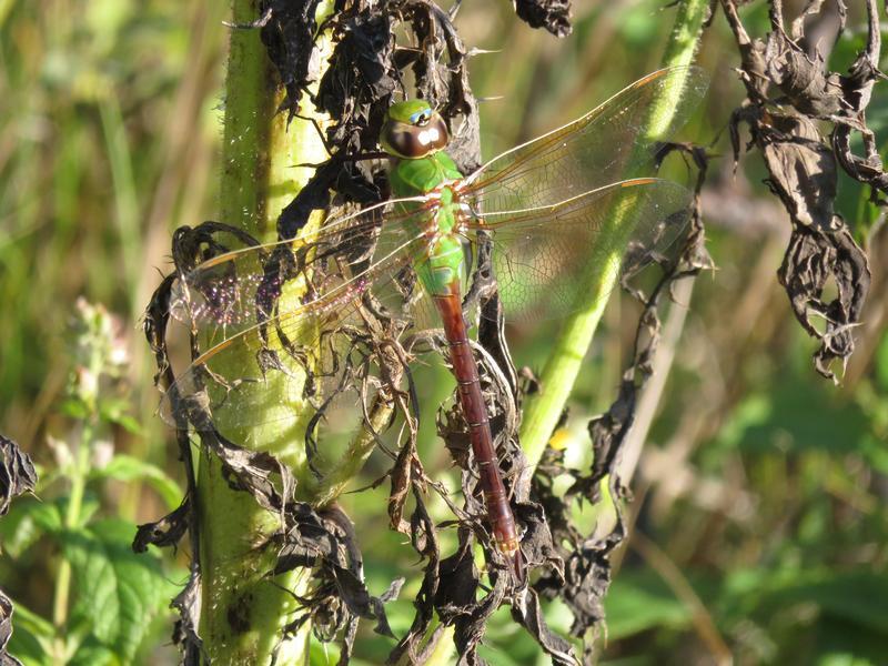 Photo of Common Green Darner