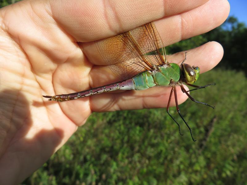 Photo of Common Green Darner
