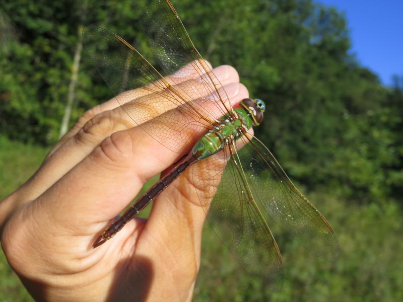 Photo of Common Green Darner