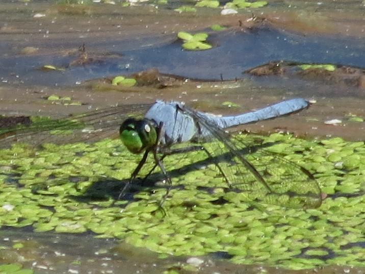 Photo of Eastern Pondhawk