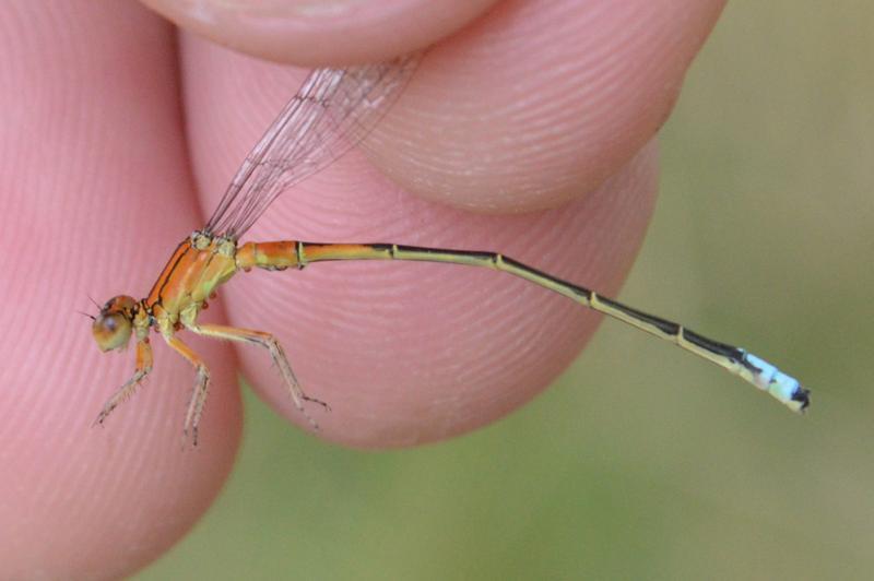Photo of Eastern Forktail
