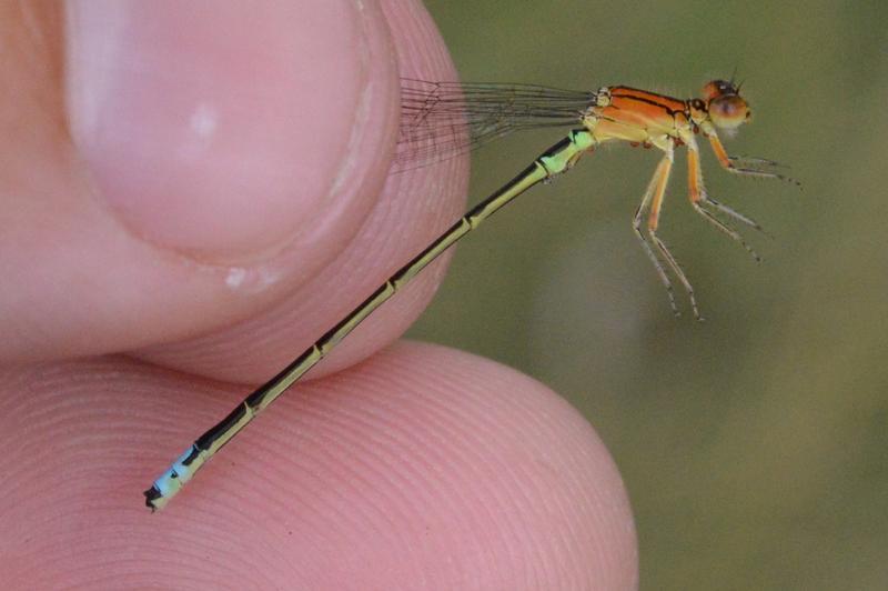 Photo of Eastern Forktail