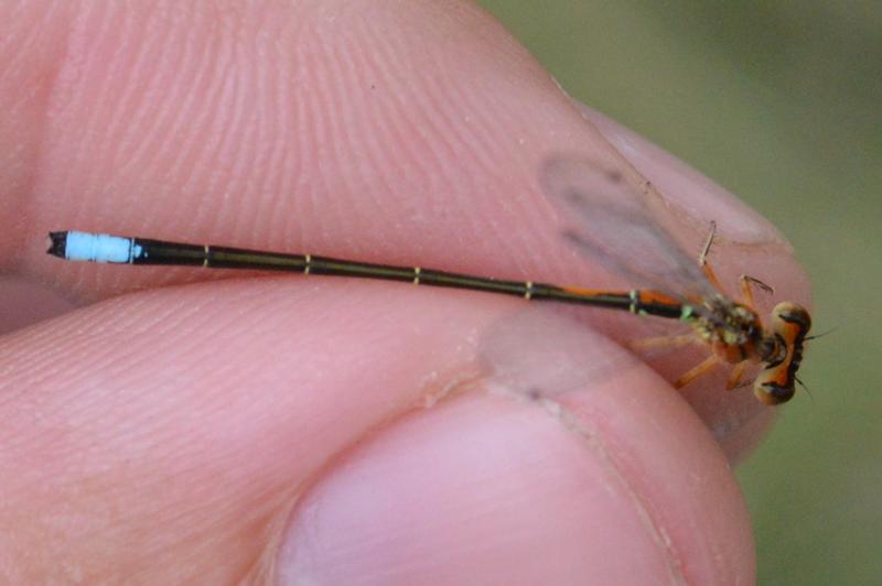 Photo of Eastern Forktail