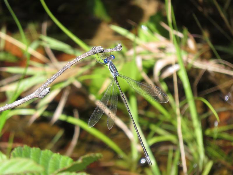 Photo of Slender Spreadwing