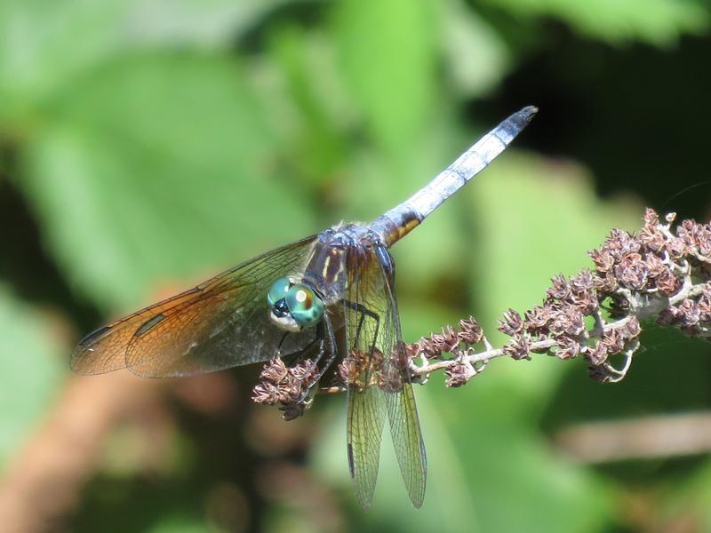 Photo of Blue Dasher
