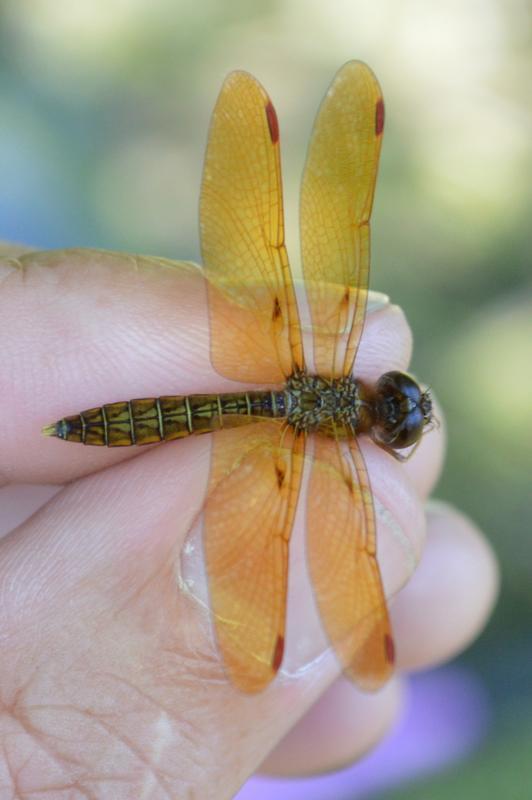 Photo of Eastern Amberwing