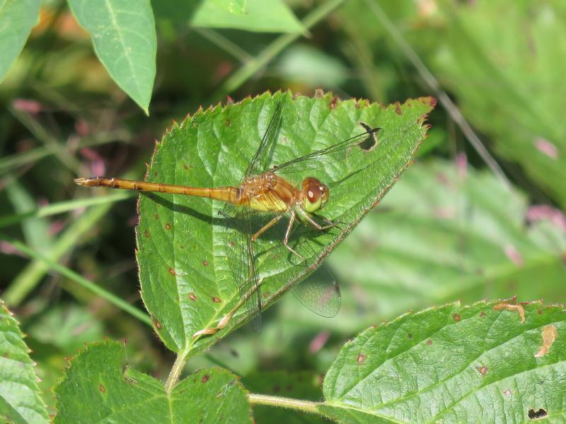 Photo of Autumn Meadowhawk