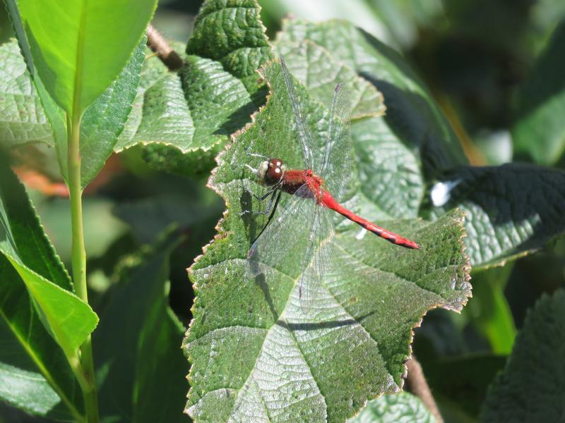 Photo of White-faced Meadowhawk