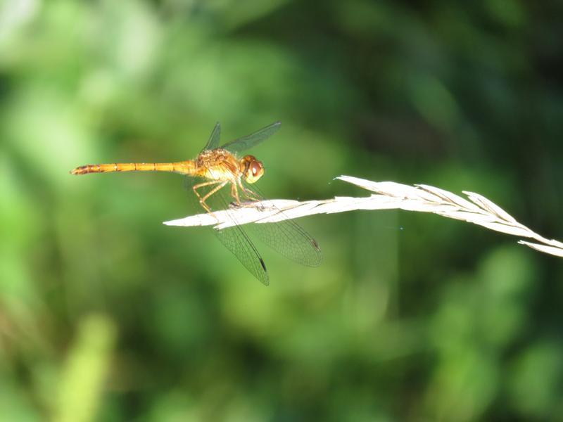 Photo of Autumn Meadowhawk