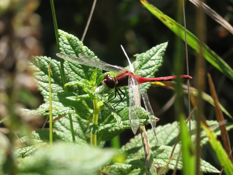 Photo of White-faced Meadowhawk