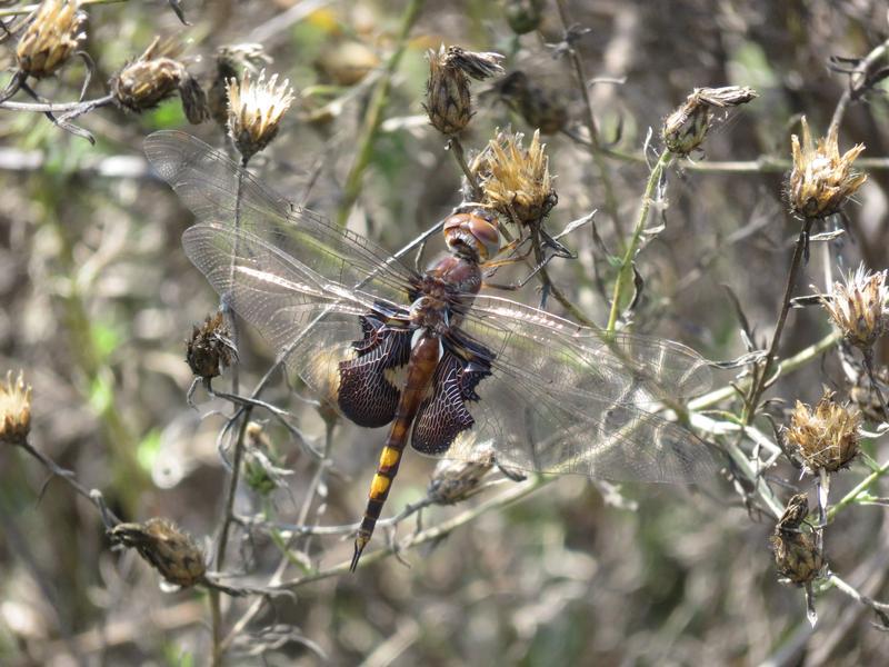 Photo of Black Saddlebags