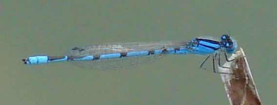 Photo of Familiar Bluet