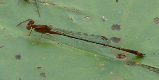 Photo of Orange Bluet