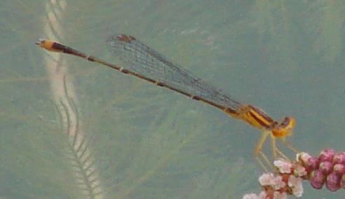 Photo of Orange Bluet