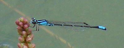 Photo of Skimming Bluet