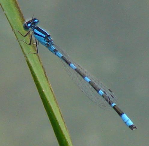 Photo of Tule Bluet