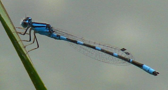 Photo of Tule Bluet