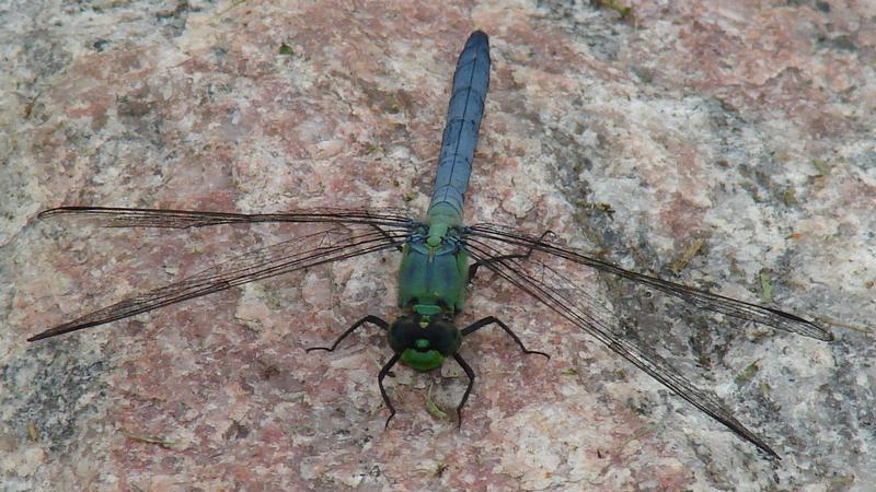 Photo of Eastern Pondhawk