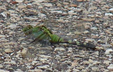 Photo of Eastern Pondhawk