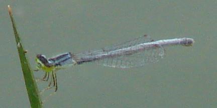 Photo of Eastern Forktail