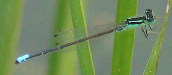 Photo of Eastern Forktail