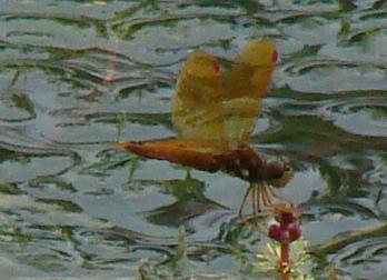 Photo of Eastern Amberwing