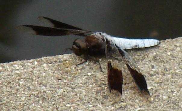 Photo of Common Whitetail