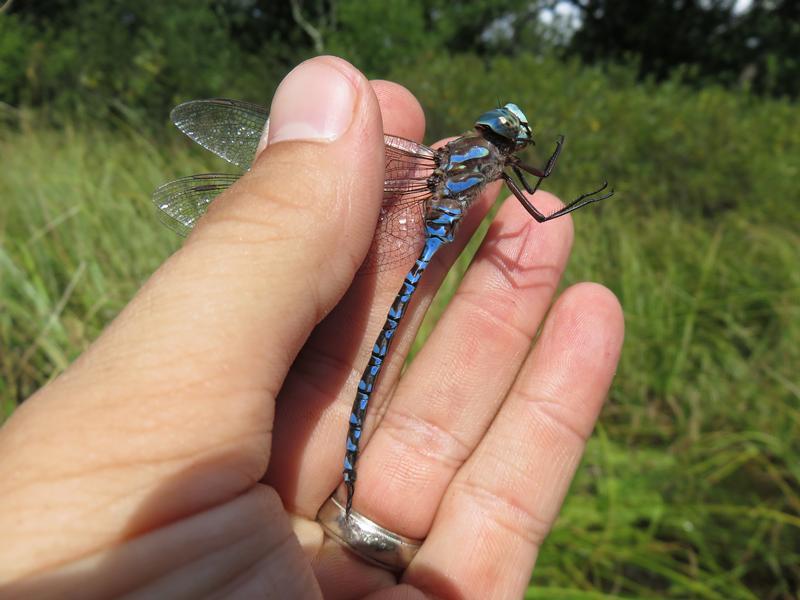 Photo of Canada Darner