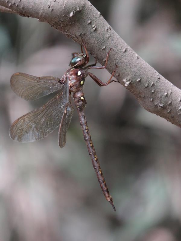 Photo of Fawn Darner