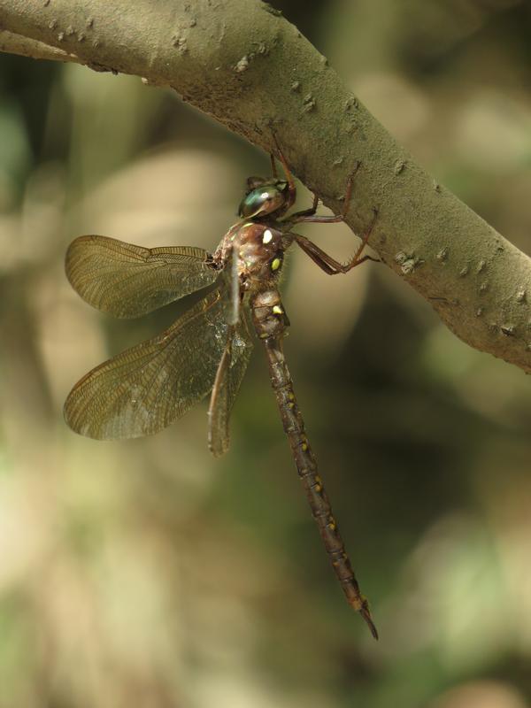 Photo of Fawn Darner