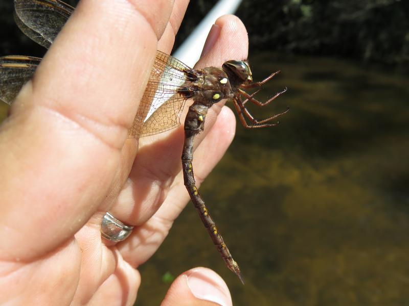 Photo of Fawn Darner