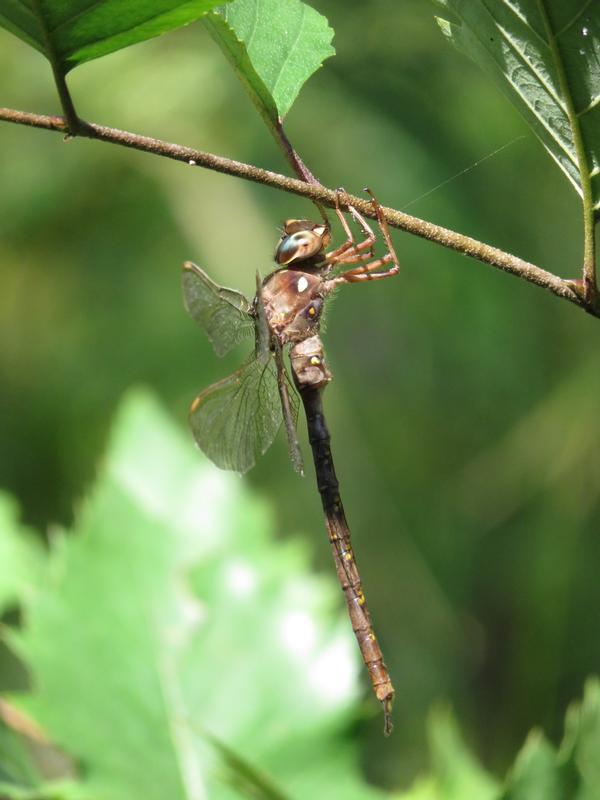 Photo of Fawn Darner