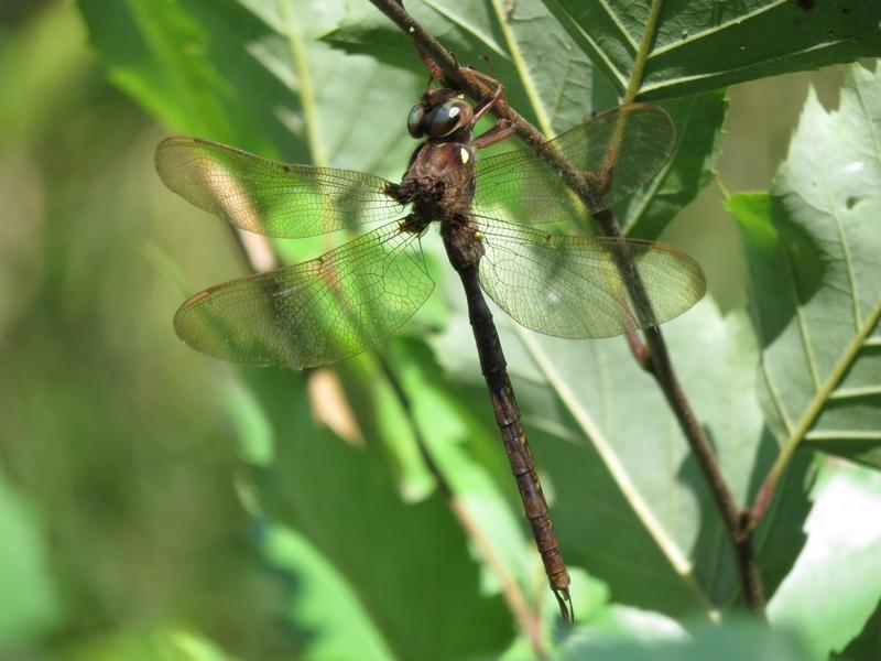 Photo of Fawn Darner