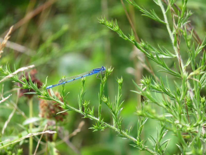 Photo of Familiar Bluet