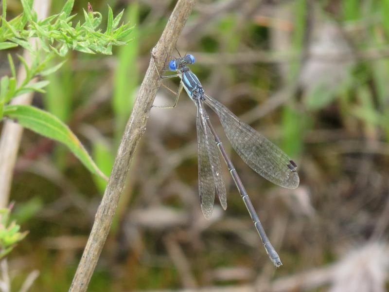 Photo of Slender Spreadwing