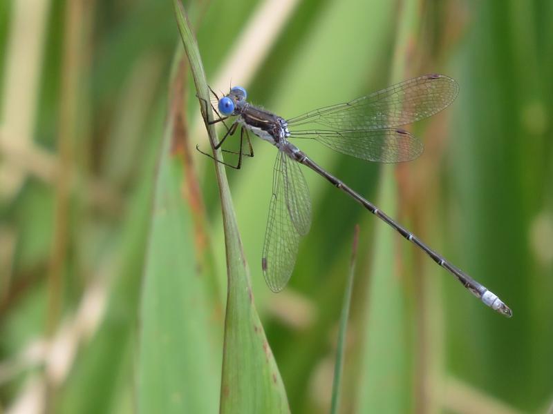 Photo of Spotted Spreadwing