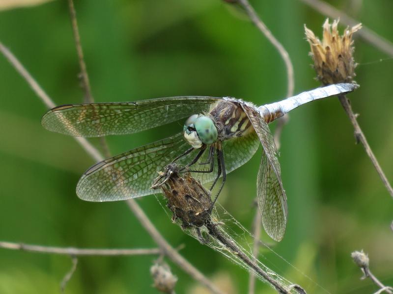 Photo of Blue Dasher