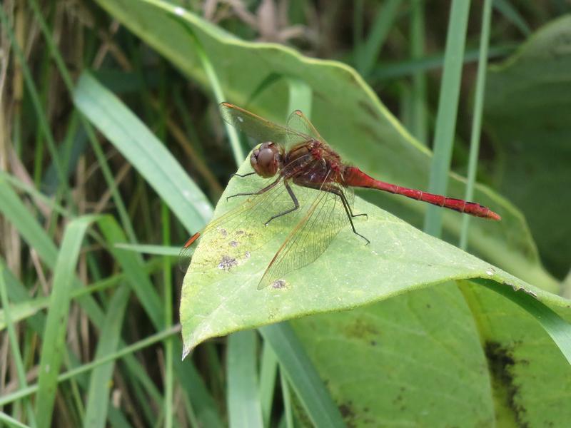 Photo of Saffron-winged Meadowhawk