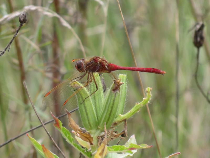 Photo of Saffron-winged Meadowhawk