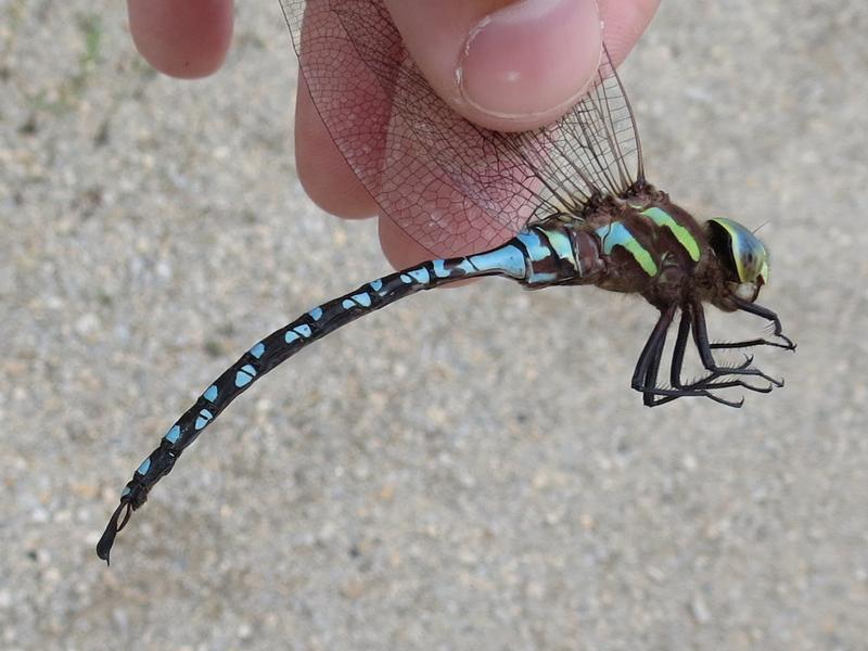 Photo of Lance-tipped Darner